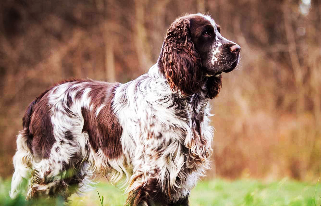 País de origen de la raza springer spaniel inglés