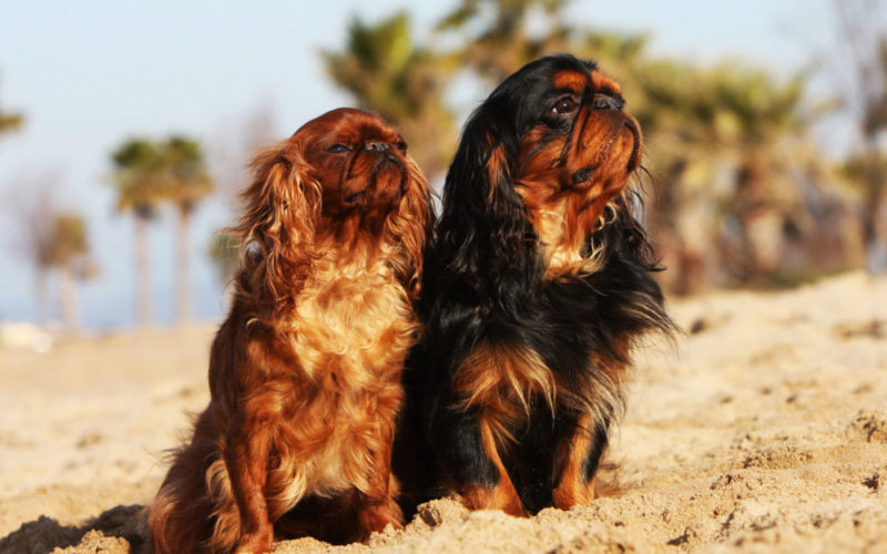 El pelaje de un perro toy spaniel inglés