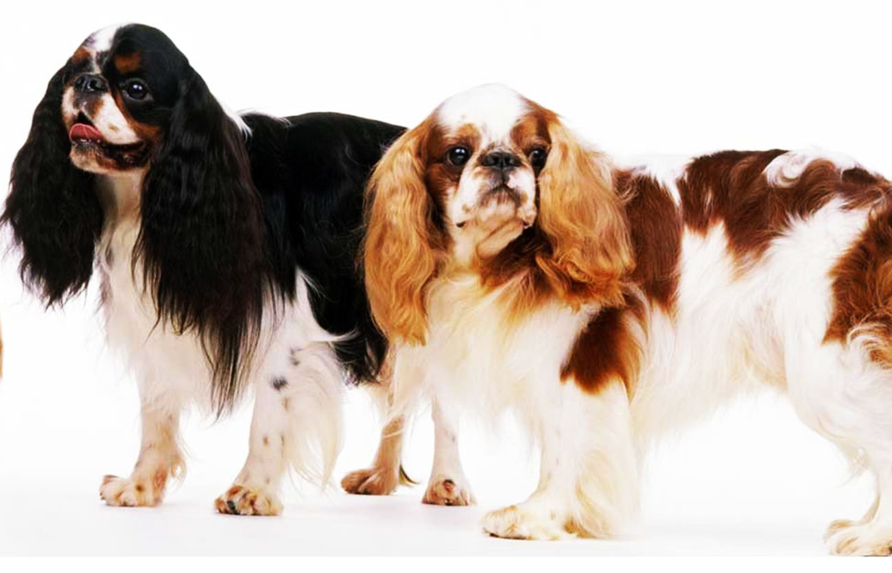 Enfermedades y esperanza de vida de un toy spaniel inglés