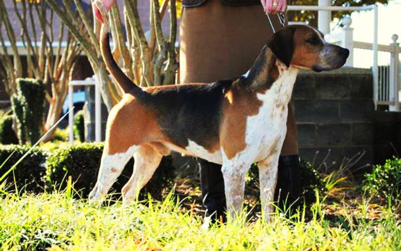 El pelaje de un perro foxhound inglés