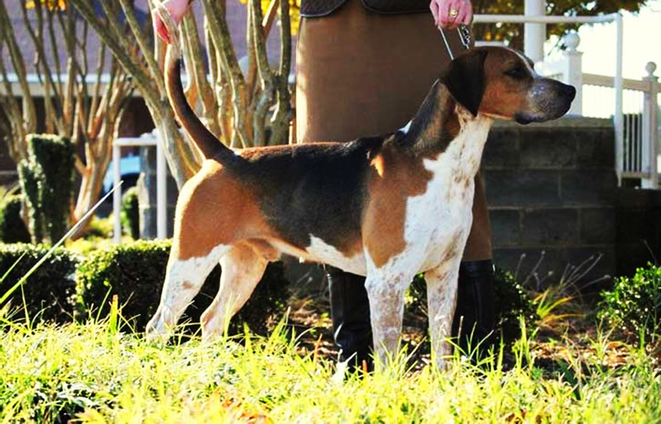 El pelaje de un perro foxhound inglés