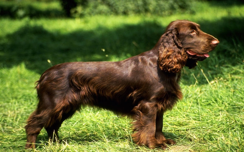 Enfermedades y esperanza de vida de un spaniel de campo