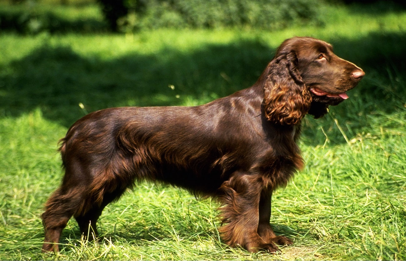 Enfermedades y esperanza de vida de un spaniel de campo