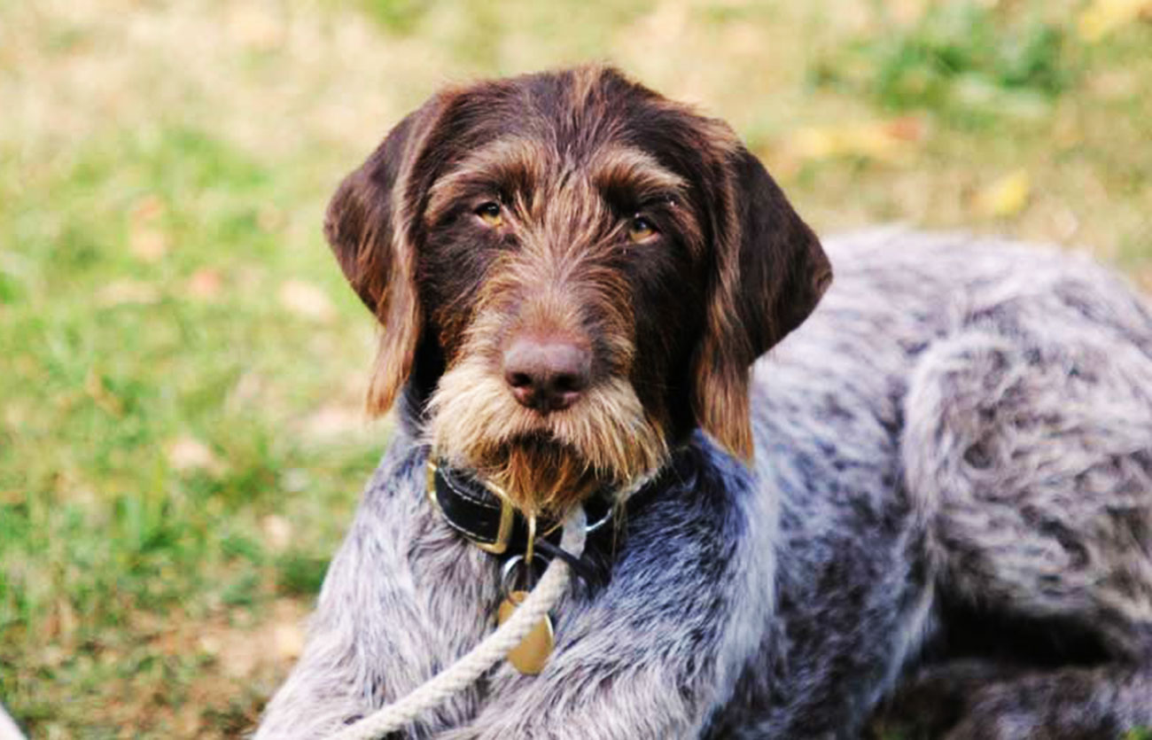 [Image: German-Wirehaired-Pointer1.jpg]