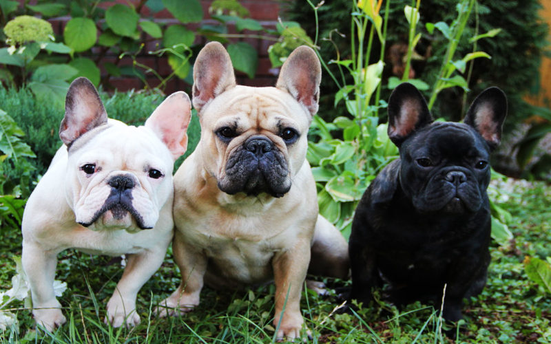 País de origen de la raza bulldog francés