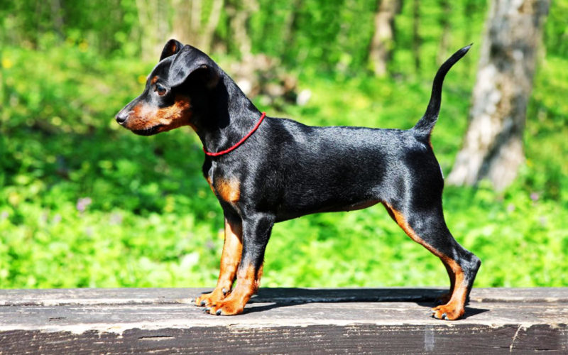 País de origen de la raza pinscher alemán