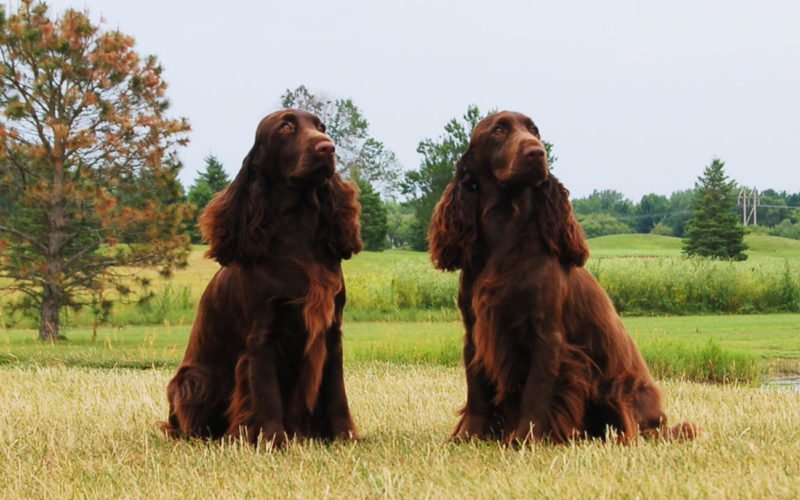 El pelaje de un perro spaniel de campo