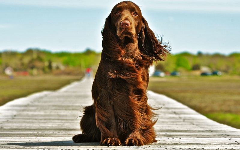 País de origen de la raza spaniel de campo