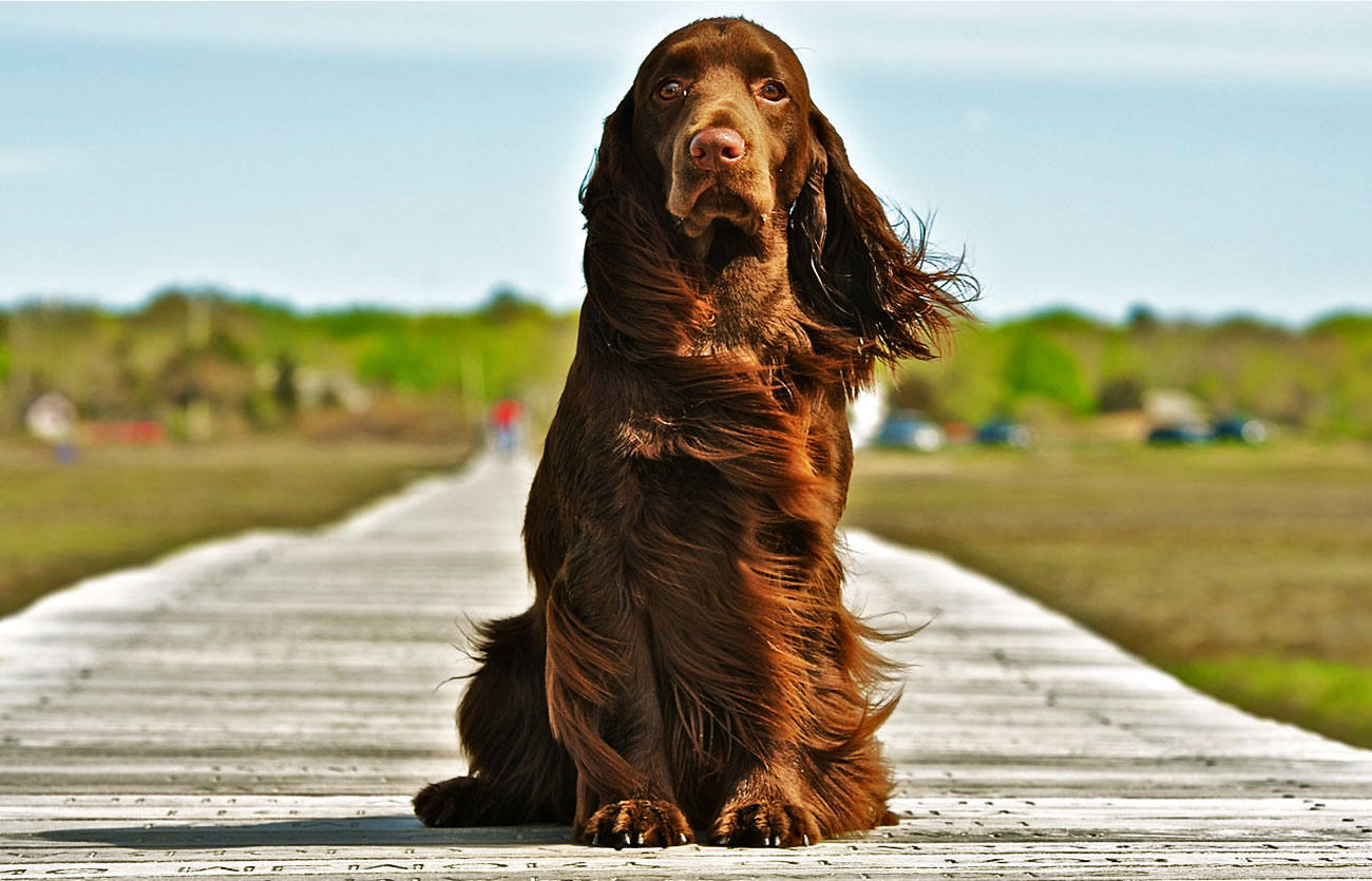 País de origen de la raza spaniel de campo