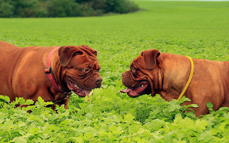 El pelaje de un perro dogo de Burdeos