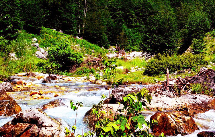 flora y fauna de Albania