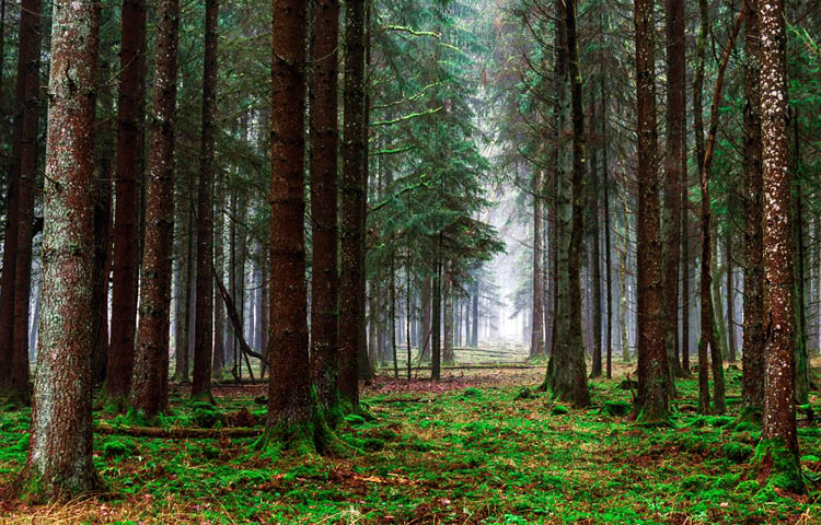 flora y fauna de Alemania