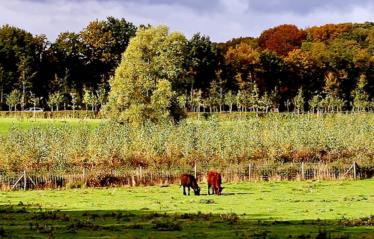 flora y fauna de Belgica