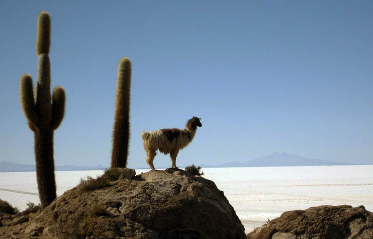 flora y fauna de Bolivia