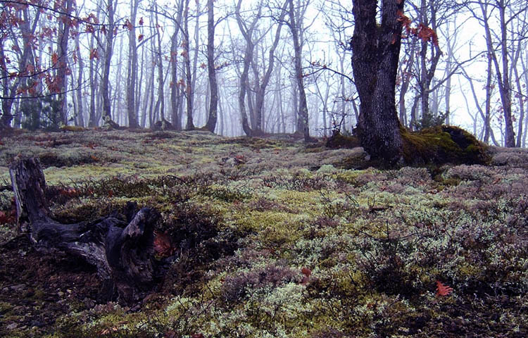 flora y fauna de Bosnia y Herzegovina