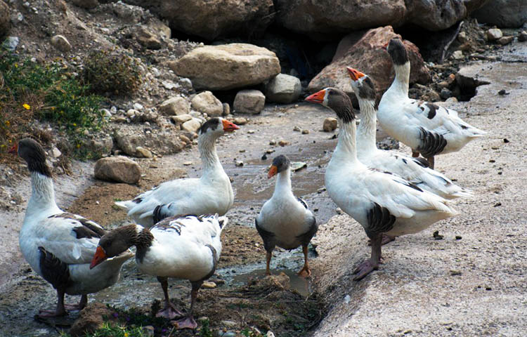 flora y fauna de Chipre