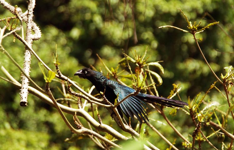 flora y fauna de Colombia