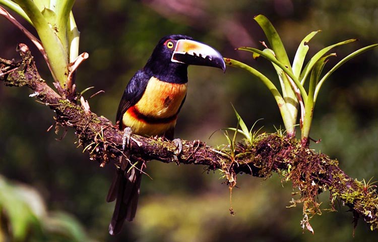 flora y fauna de Costa Rica