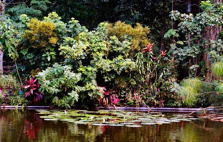 flora y fauna de El Salvador