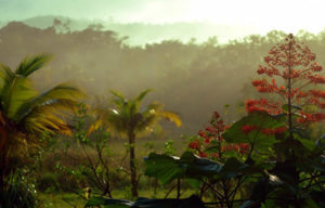 Cuál es la flora y fauna de Guyana – Sooluciona