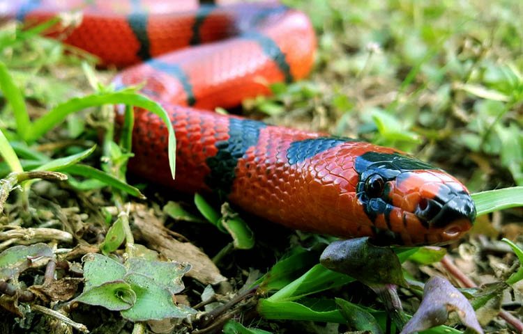 flora y fauna de Honduras