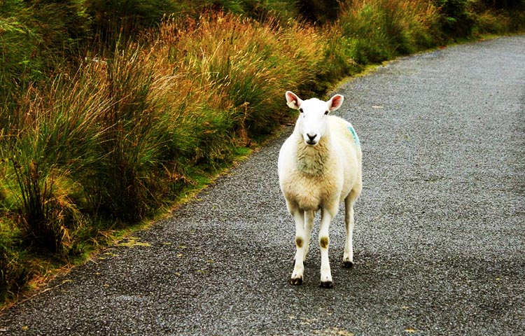 flora y fauna de Irlanda