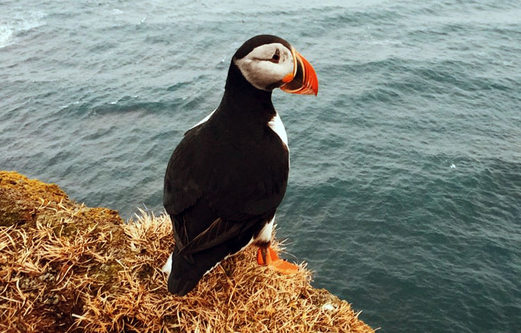 flora y fauna de Islandia