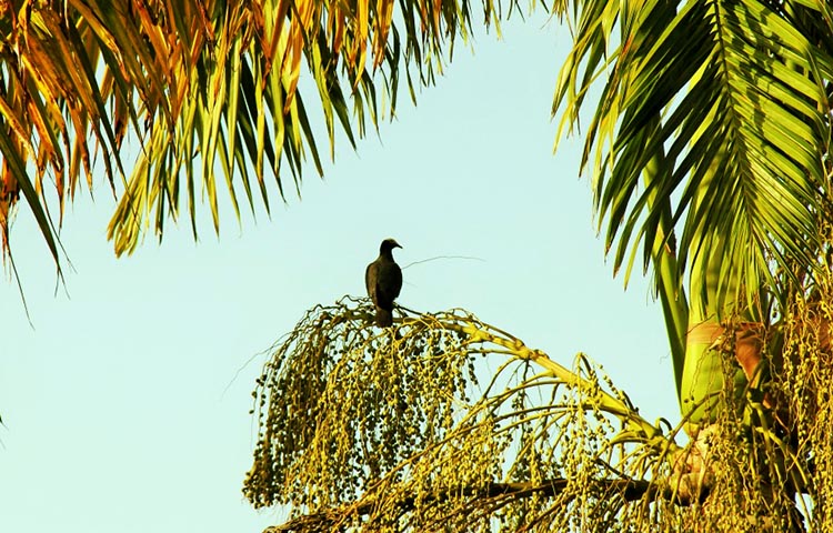 flora y fauna de Jamaica