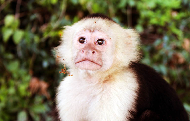 flora y fauna de Nicaragua