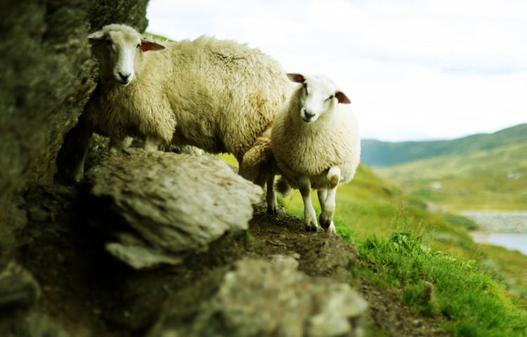 flora y fauna de Noruega