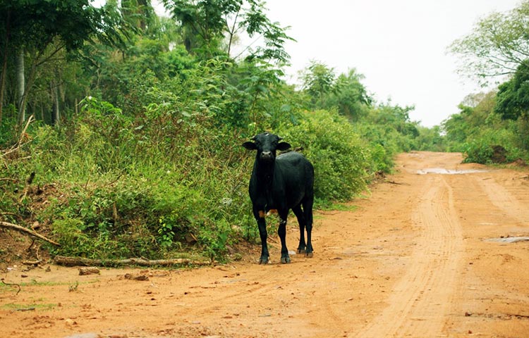 flora y fauna de Paraguay