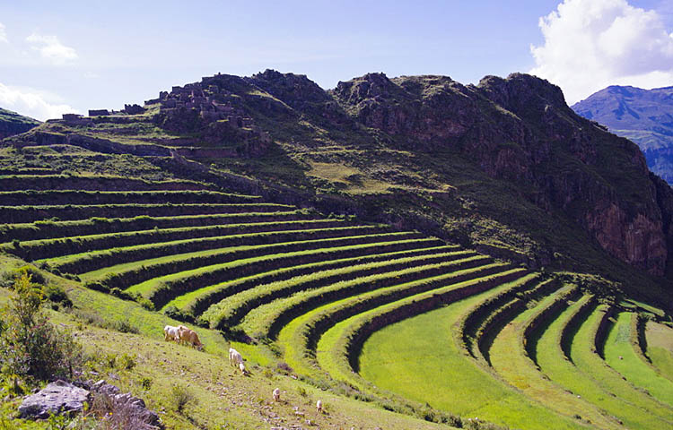 flora y fauna de Perú