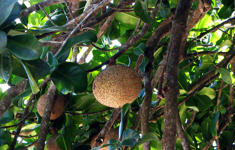 flora y fauna de Puerto Rico