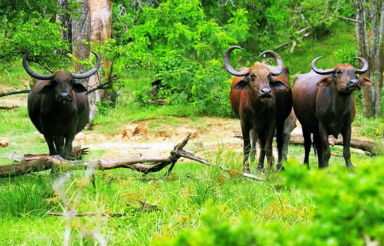 flora y fauna de Sri Lanka