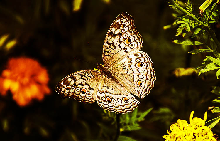 flora y fauna de Tailandia