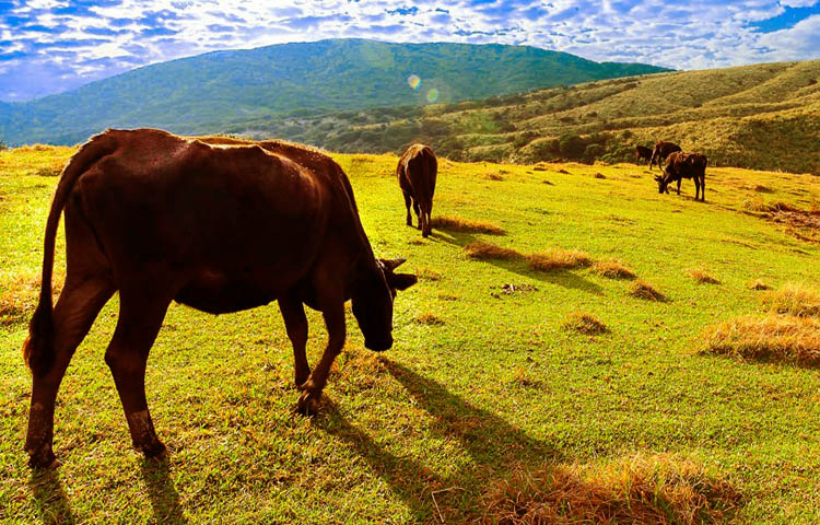 flora y fauna de Taiwan