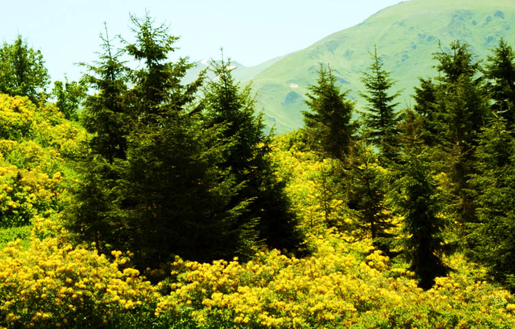 flora y fauna de Turquia