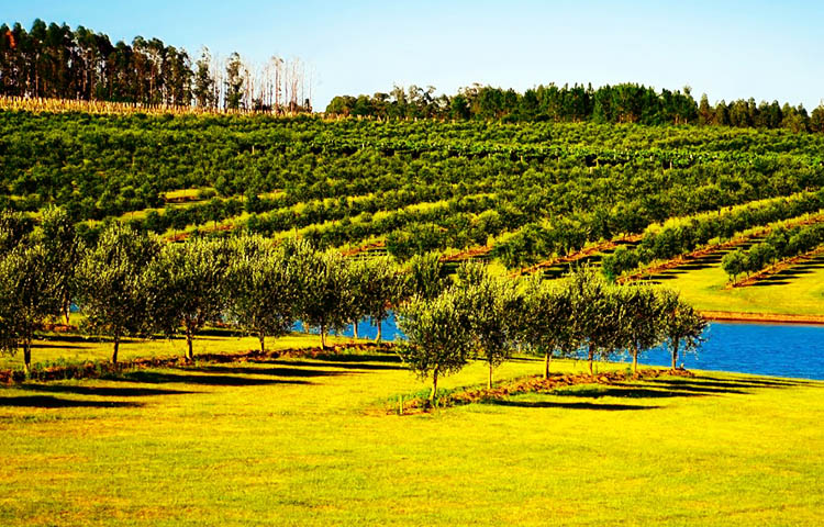 flora y fauna de Uruguay