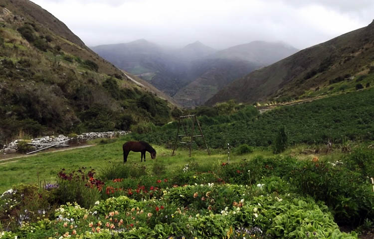 flora y fauna de Venezuela