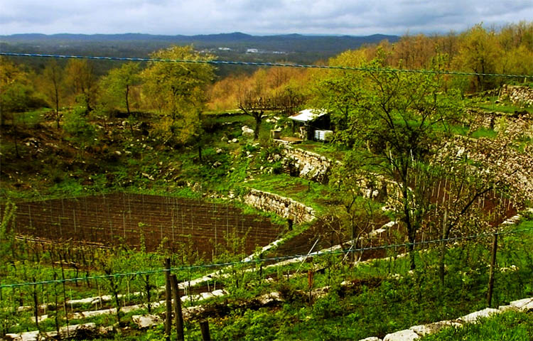 flora y fauna de croacia