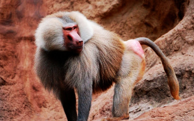 Diferencias entre babuino y mono