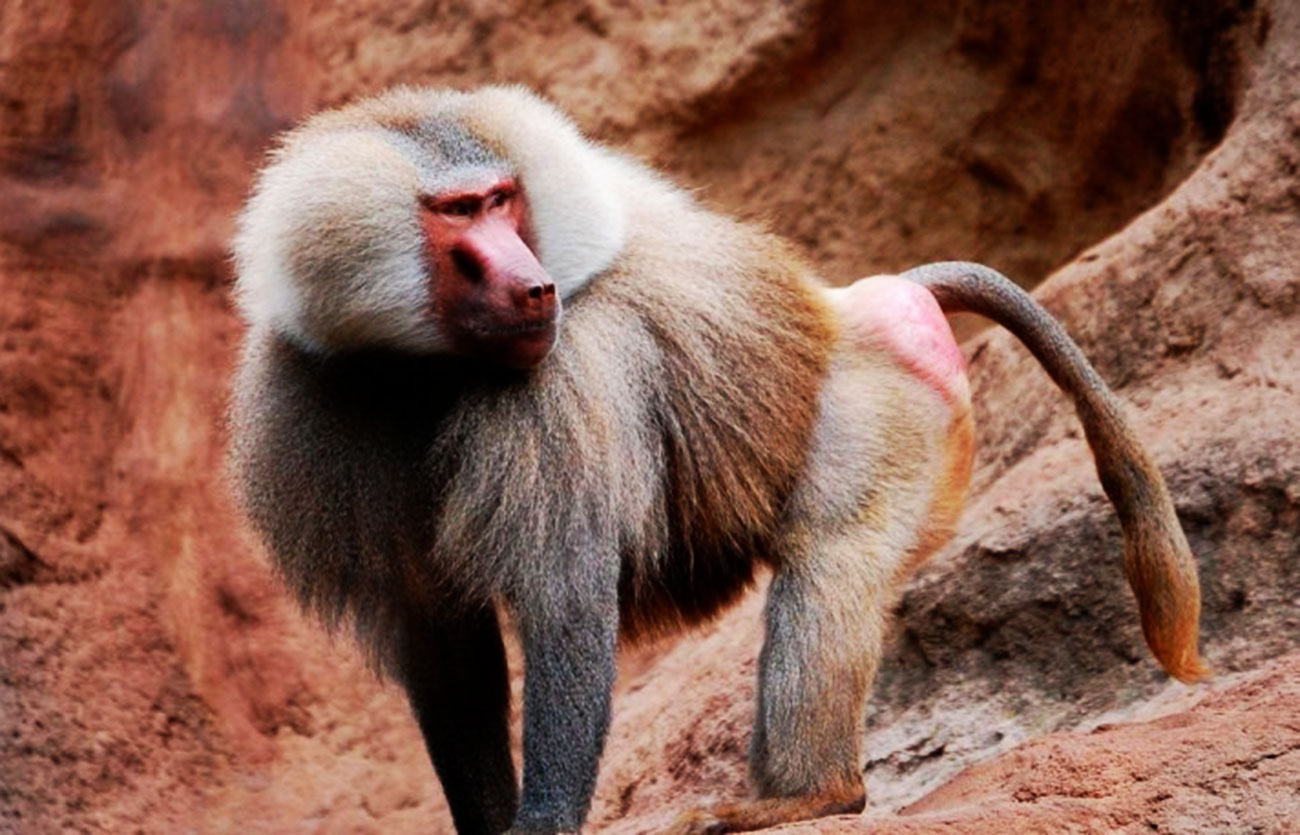 Diferencias entre babuino y mono