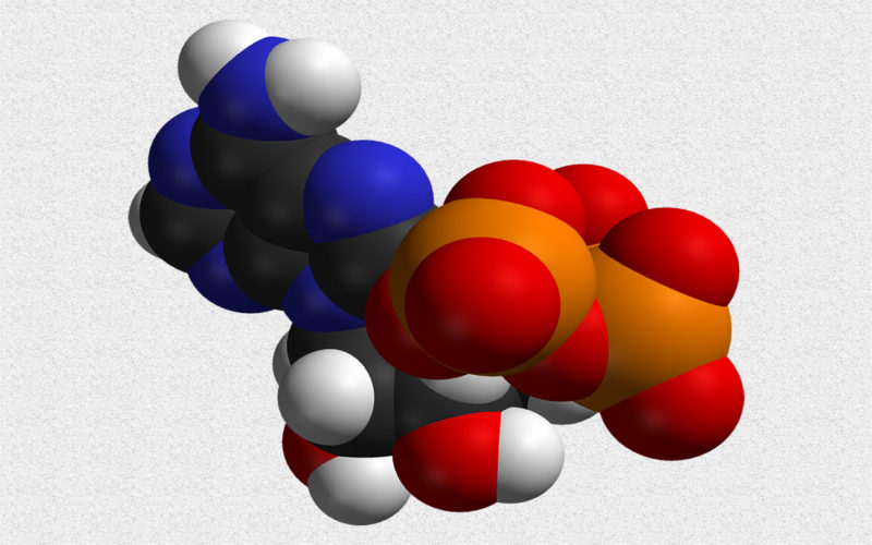 Diferencias entre catabolismo, anabolismo y metabolismo