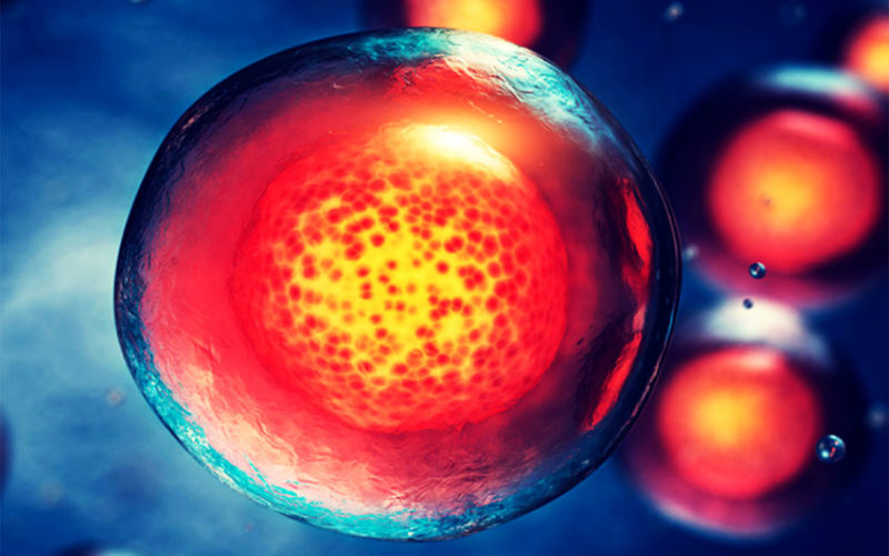 Diferencias entre células progenitoras y células madre