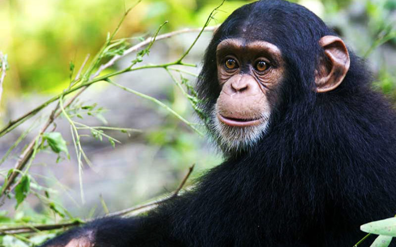 Diferencias entre chimpancé y mono