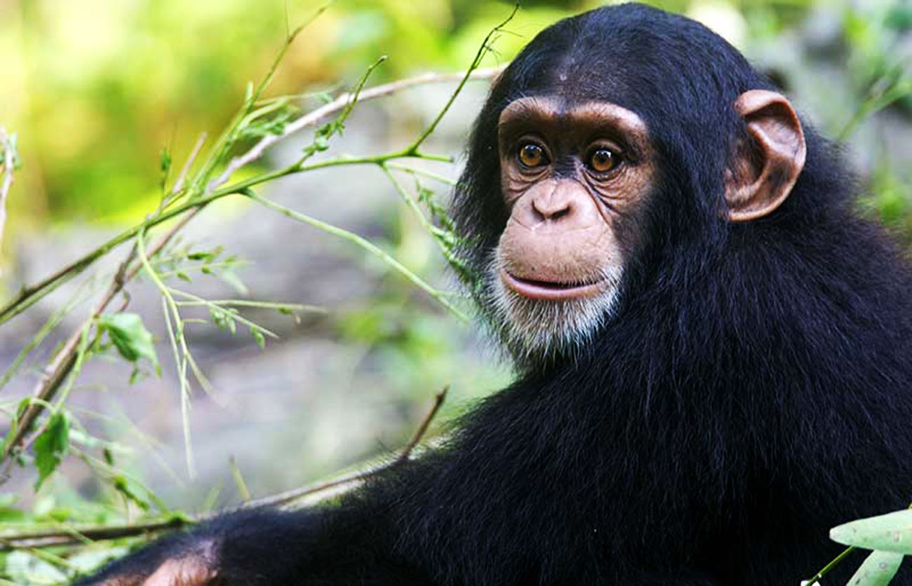 Diferencias entre chimpancé y mono