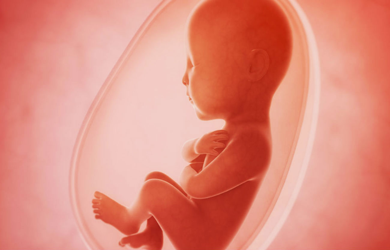 Diferencias entre cigoto, embrión y feto