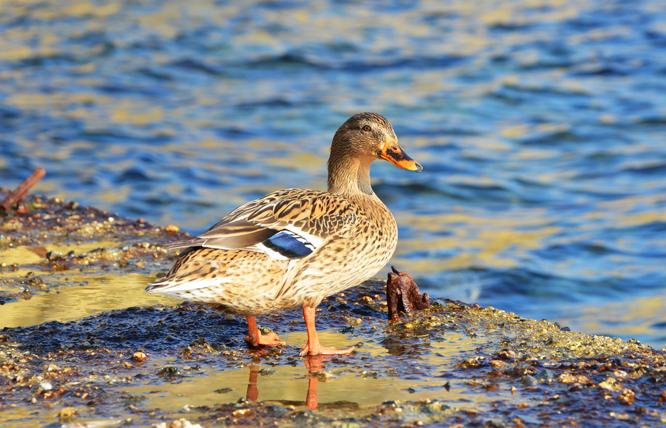 Diferencias entre cisne, pato y ganso