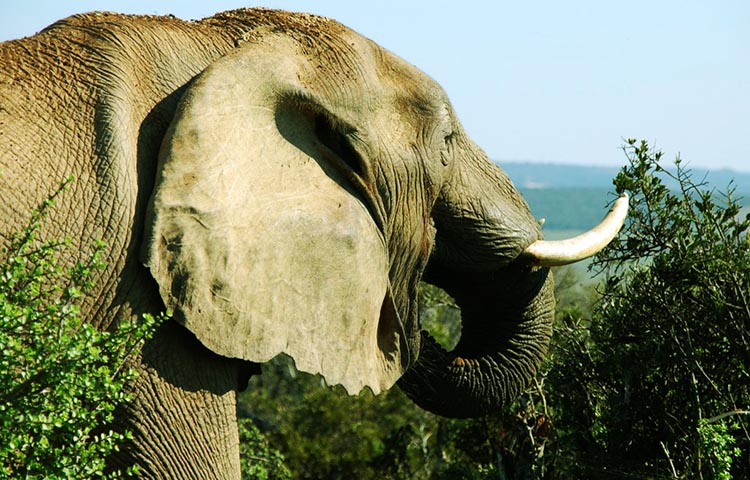 Diferencias entre elefantes africanos y elefantes asiaticos