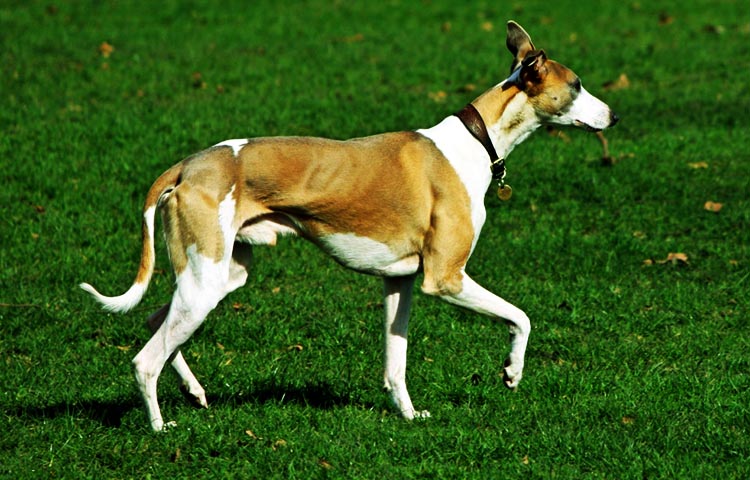 Diferencias entre galgo italiano y whippet